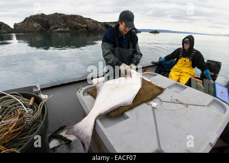 Commercial halibut fishing by hand using longline gear out of an open skiff in Kachemak Bay, Kenai Peninsula; Alaska, USA Stock Photo