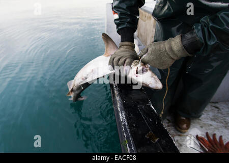 Commercial halibut fishing by hand using longline gear out of an open skiff in Kachemak Bay, Kenai Peninsula; Alaska, USA Stock Photo