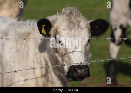 White Park Cow (Bos taurus).  Domestic cattle. Polled, - horns removed. Behind barbed wire fence line. Stock Photo