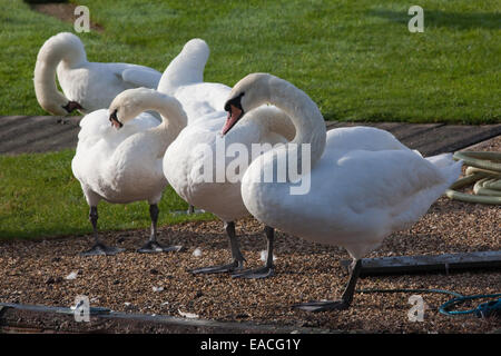 Mute Swans (Cygnus olor). Five none-breeding birds on quayside, preening. Norfolk Broads. East Anglia. Stock Photo