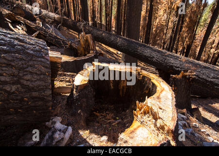 Wildfire damage in Yosemite National Park, California, USA. Most of California is in exceptional drought, the highest classification of drought, which has lead to an increasing number of wild fires. Stock Photo