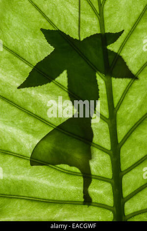 Indian Moon Moth silhouette hanging from Sweetgum leaf. Stock Photo