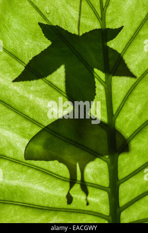 Indian Moon Moth silhouette hanging from Sweetgum leaf. Stock Photo