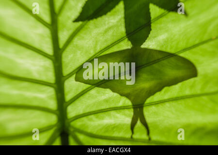 Indian Moon Moth silhouette hanging from Sweetgum leaf. Stock Photo