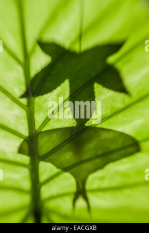 Indian Moon Moth silhouette hanging from Sweetgum leaf. Stock Photo