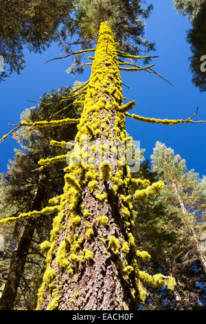 Letharia, or Wolf Lichen grwoing on a tree in Yosemite National Park, California, USA. Stock Photo