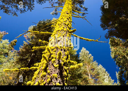 Letharia, or Wolf Lichen grwoing on a tree in Yosemite National Park, California, USA. Stock Photo