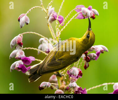 Female olive-backed / yellow-bellied sunbird, Cinnyris jugularis, in the wild, feeding on purple flowers, light green background Stock Photo