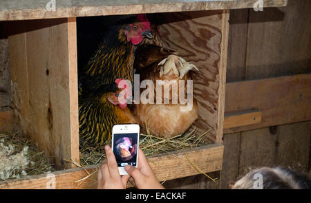 Girl takes photo of three chickens all in the same nest box with iphone, Maine, USA Stock Photo