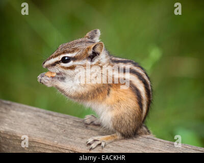 A cute Least Chipmunk (Tamias minimus) feeds on a peanut at Whitemud Park and Nature Reserve in Edmonton, Alberta, Canada. Stock Photo