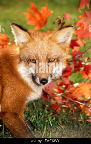 Red fox, Vulpes fulva, looking at camera close by with fall maple leaves, Missouri USA Stock Photo