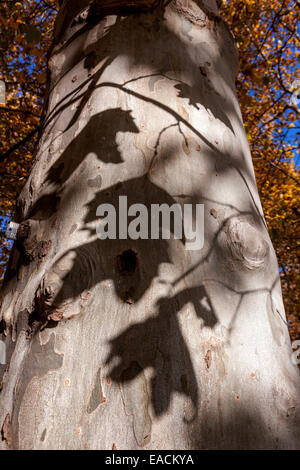 Platanus × acerifolia tree trunk with leaves throwing shadows Stock Photo