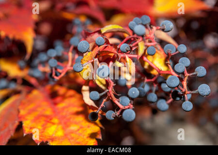 Virginia creeper autumn Parthenocissus quinquefolia leaves berries Stock Photo