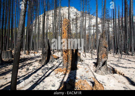 A forest fire destroys an area of forest in the Little Yosemite Valley in the Yosemite National Park, California, USA. Following Stock Photo
