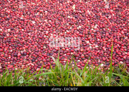 Flooded cranberry marsh with grass Stock Photo