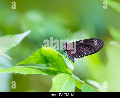 Red Postman butterfly Heliconius Erato Notabilis in green leaf outdoor Stock Photo