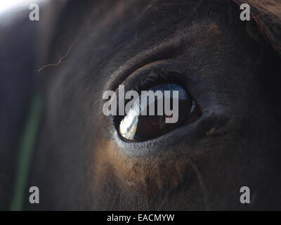 Closeup of the eye of a Welsh Cob horse. Stock Photo