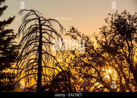 Glowing light at sunset on forest in the Yosemite Valley, California, USA. Stock Photo