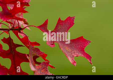 Autumn Colour of Scarlet Oak, Pruhonice, Czech Republic, October 27, 2014. (CTK Photo/Zdenek Kiesenbauer) Stock Photo