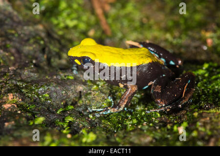 Climbing or Green-backed Mantella (Mantella laevigata), Nosy Mangabe, Maroantsetra, Madagascar Stock Photo