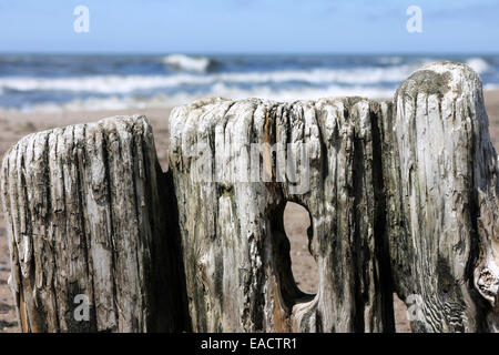 Rotten wooden piles on the seashore Stock Photo