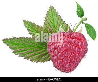 One rich raspberry fruit with leaves isolated on a white background. Clipping path. Stock Photo