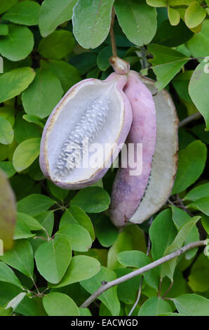 Chocolate vine (Akebia quinata) Stock Photo