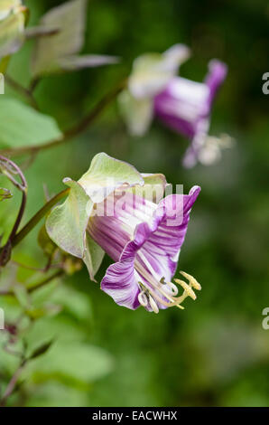 Cathedral bells (Cobaea scandens) Stock Photo