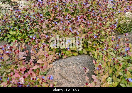 Leadwort (Ceratostigma plumbaginoides) Stock Photo