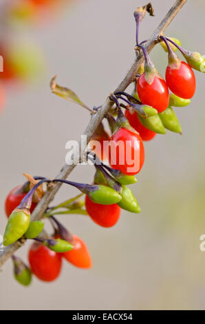 Common wolfberry (Lycium barbarum) Stock Photo