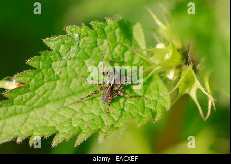 Meadow Wolf-spider (Pardosa prativaga), male, North Rhine-Westphalia, Germany Stock Photo