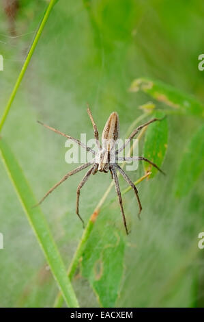 Nursery Web Spider (Pisaura mirabilis), female guarding juveniles under a cocoon, North Rhine-Westphalia, Germany Stock Photo