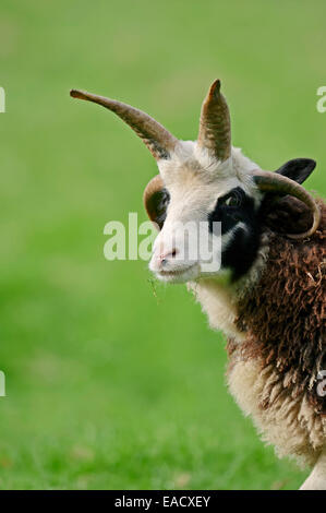 Jacob sheep (Ovis ammon f aries), portrait, North Rhine-Westphalia, Germany Stock Photo