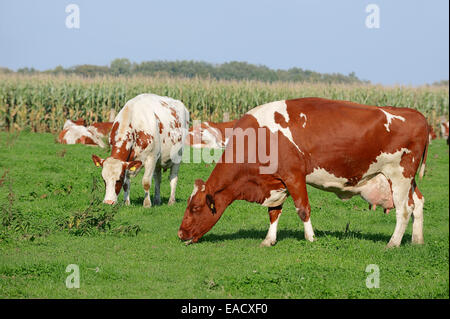 German red and white Holstein cattle (Bos primigenius taurus), cows grazing on a pasture, North Rhine-Westphalia, Germany Stock Photo