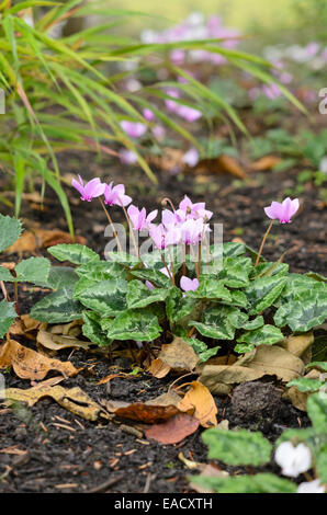 Ivy-leaved cyclamen (Cyclamen hederifolium syn. Cyclamen neapolitanum) Stock Photo