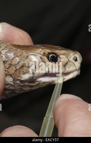 Eastern Brown Snake (Pseudonaja textilis) being milked for venom Stock Photo
