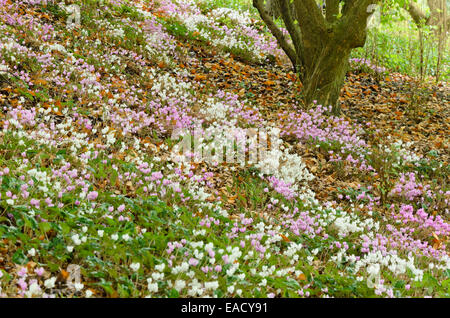 Ivy-leaved cyclamen (Cyclamen hederifolium syn. Cyclamen neapolitanum) Stock Photo