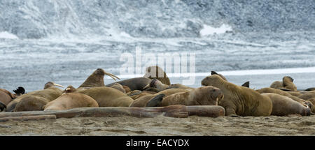 Pod of Walruses (Odobenus rosmarus), Phippsøya, Sjuøyane, Svalbard Archipelago, Svalbard and Jan Mayen, Norway Stock Photo