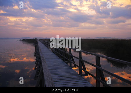 Lake, boardwalk, Federseesteg or Lake Federsee Pier, Federsee lake, near Bad Buchau, Baden-Württemberg, Germany Stock Photo