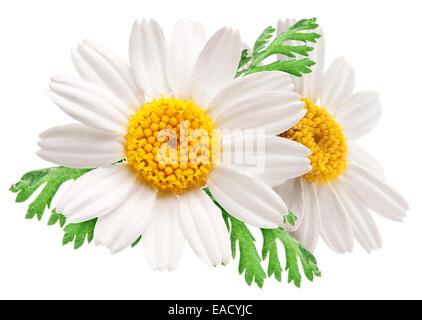 Two beautiful chamomiles on white background. File contains clipping paths. Stock Photo