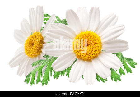 Beautiful chamomiles isolated on white background. File contains clipping paths. Stock Photo