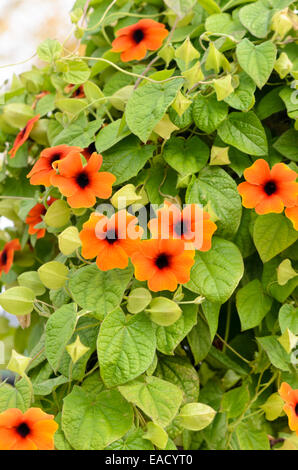 Black-eyed Susan (Thunbergia alata) Stock Photo