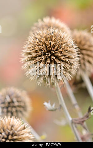 Great globe thistle (Echinops sphaerocephalus) Stock Photo