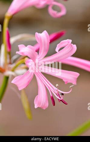 Guernsey lily (Nerine bowdenii) Stock Photo