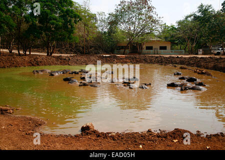 Water Buffalo (Bubalus arnee) in water, Tiger Temple or Wat Pa Luangta Bua, Kanchanaburi, Thailand Stock Photo