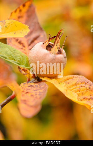 Medlar (Mespilus germanica) Stock Photo