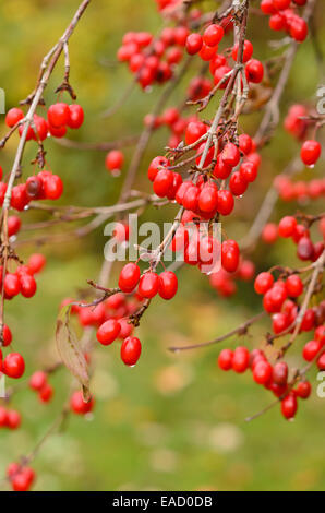 Japanese cornelian cherry (Cornus officinalis) Stock Photo