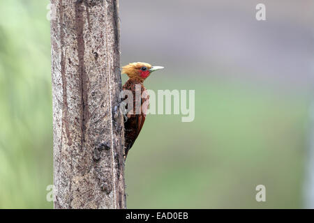 Chestnut-colored Woodpecker, Celeus castaneus Stock Photo