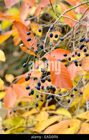 American fringe tree (Chionanthus virginicus) Stock Photo