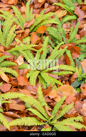 Deer fern (Blechnum spicant) Stock Photo